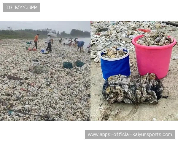 台风后赶海需谨慎，惠州提醒市民安全第一，台风过后海滩上有没有海鲜