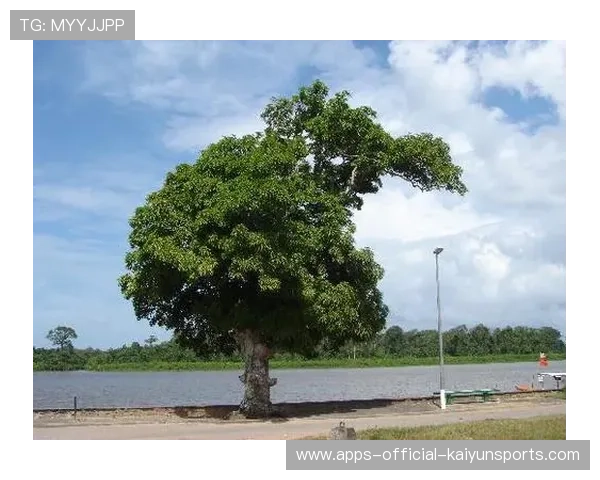 圭亚那推广绿色体育运动理念，圭亚那旅游业落后的原因